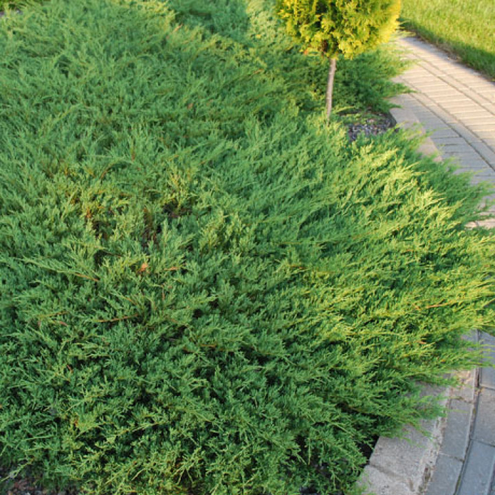 Можжевельник Андорра Компакт купить в Саратове