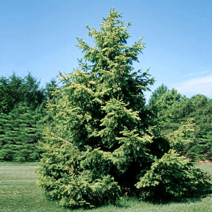 Ель обыкновенная Аурея (Picea abies Aurea) купить в Саратове