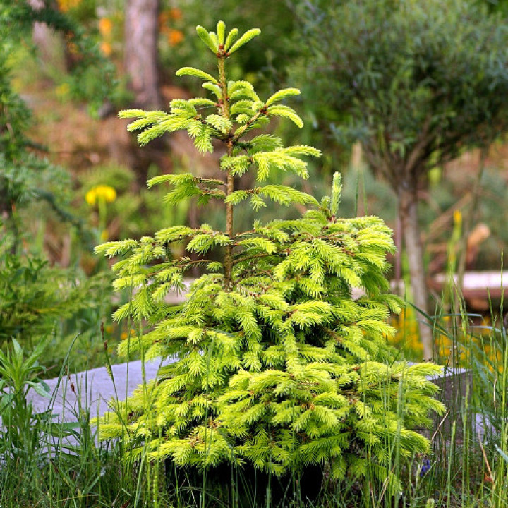 Ель обыкновенная Аурея (Picea abies Aurea) купить в Саратове