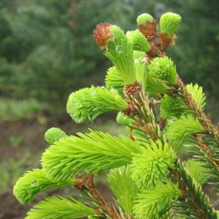 Ель обыкновенная Аурея (Picea abies Aurea) купить в Саратове