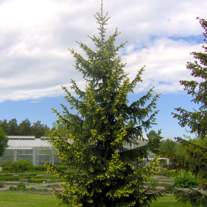 Ель обыкновенная Аурея (Picea abies Aurea) купить в Саратове