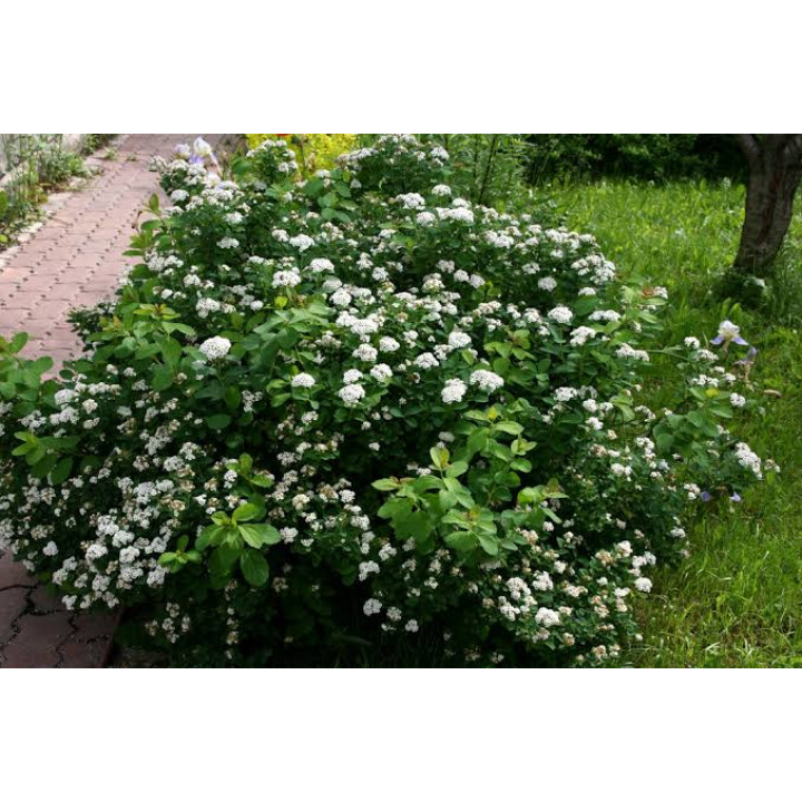 Спирея березолистная купить в Саратове
