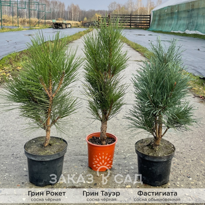 Сосна Грин Тауэр купить в Саратове