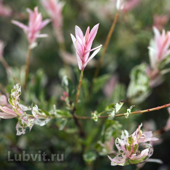Ива Хакуро Нишики купить в Саратове