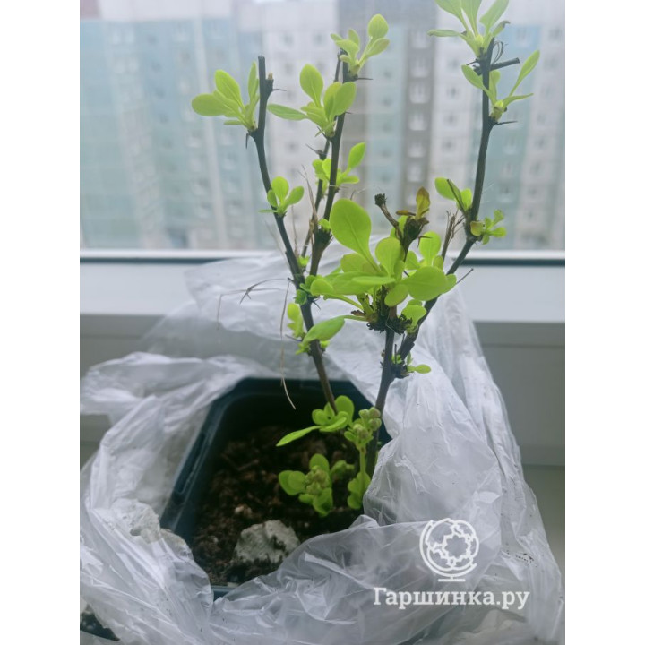 Барбарис Мария купить в Саратове