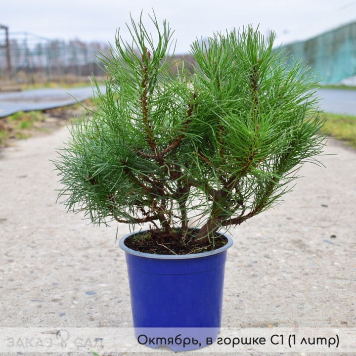 Сосна Мугус купить в Саратове
