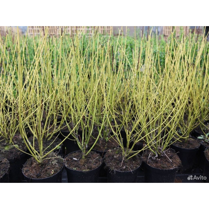 Дерен отпрысковый купить в Саратове