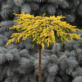 Можжевельник обыкновенный Голдшатс на штамбе Juniperus communis Goldschatz