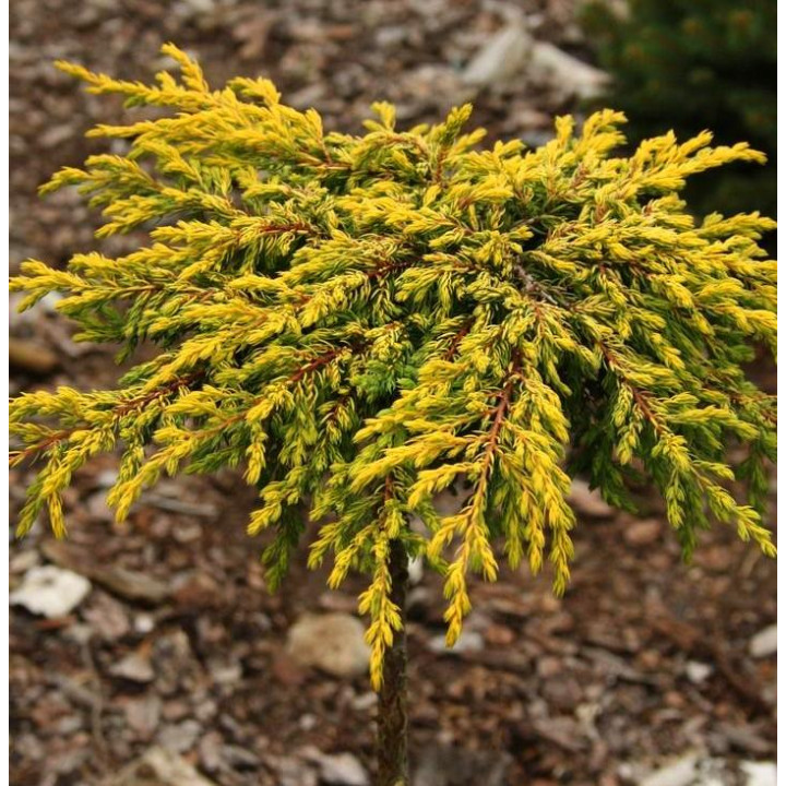 Можжевельник обыкновенный Голдшатс на штамбе Juniperus communis Goldschatz купить в Саратове