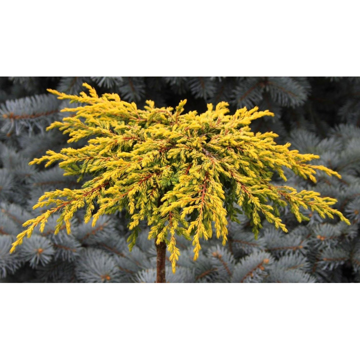 Можжевельник обыкновенный Голдшатс на штамбе Juniperus communis Goldschatz купить в Саратове