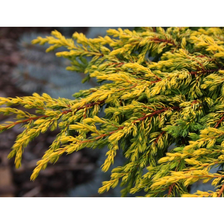 Можжевельник обыкновенный Голдшатс на штамбе Juniperus communis Goldschatz купить в Саратове