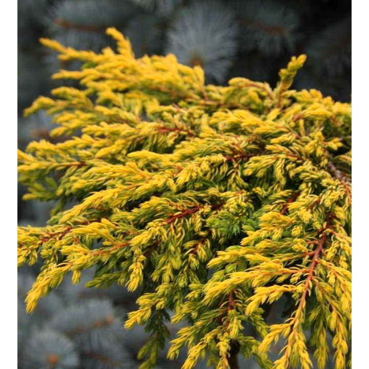 Можжевельник обыкновенный Голдшатс на штамбе Juniperus communis Goldschatz купить в Саратове