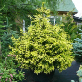Ель обыкновенная Аурея (Picea abies Aurea)