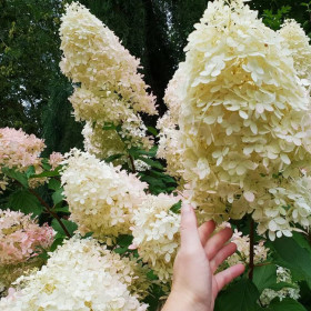 Гортензия Геркулес