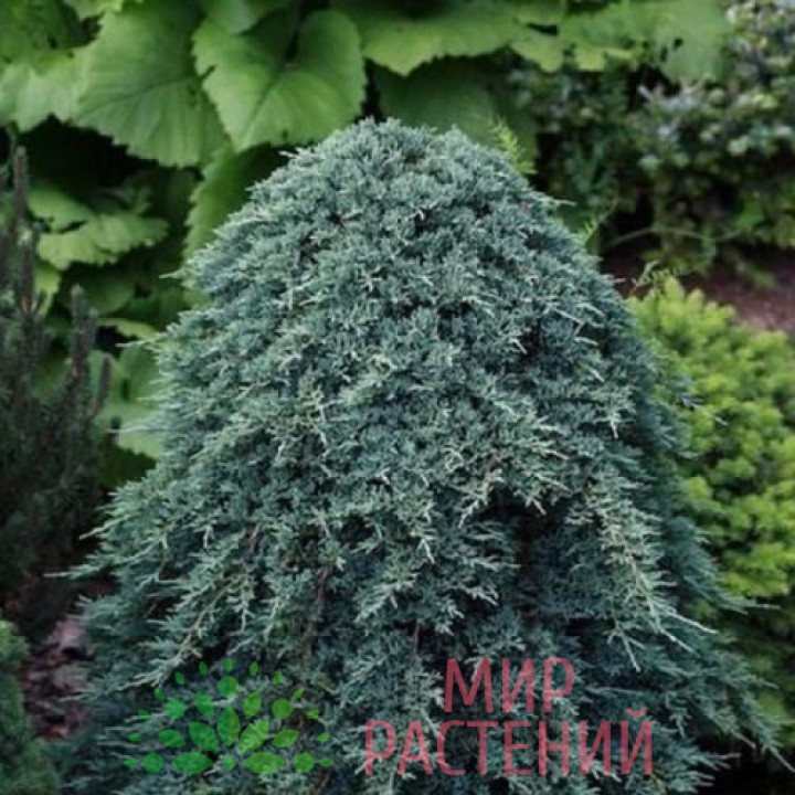 Можжевельник горизонтальный Айс Блю на штамбе (Icee Blue) купить в Саратове